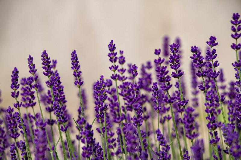 lavendel - hoog - lavendelhaag- snelgroeiend - hoogte planten